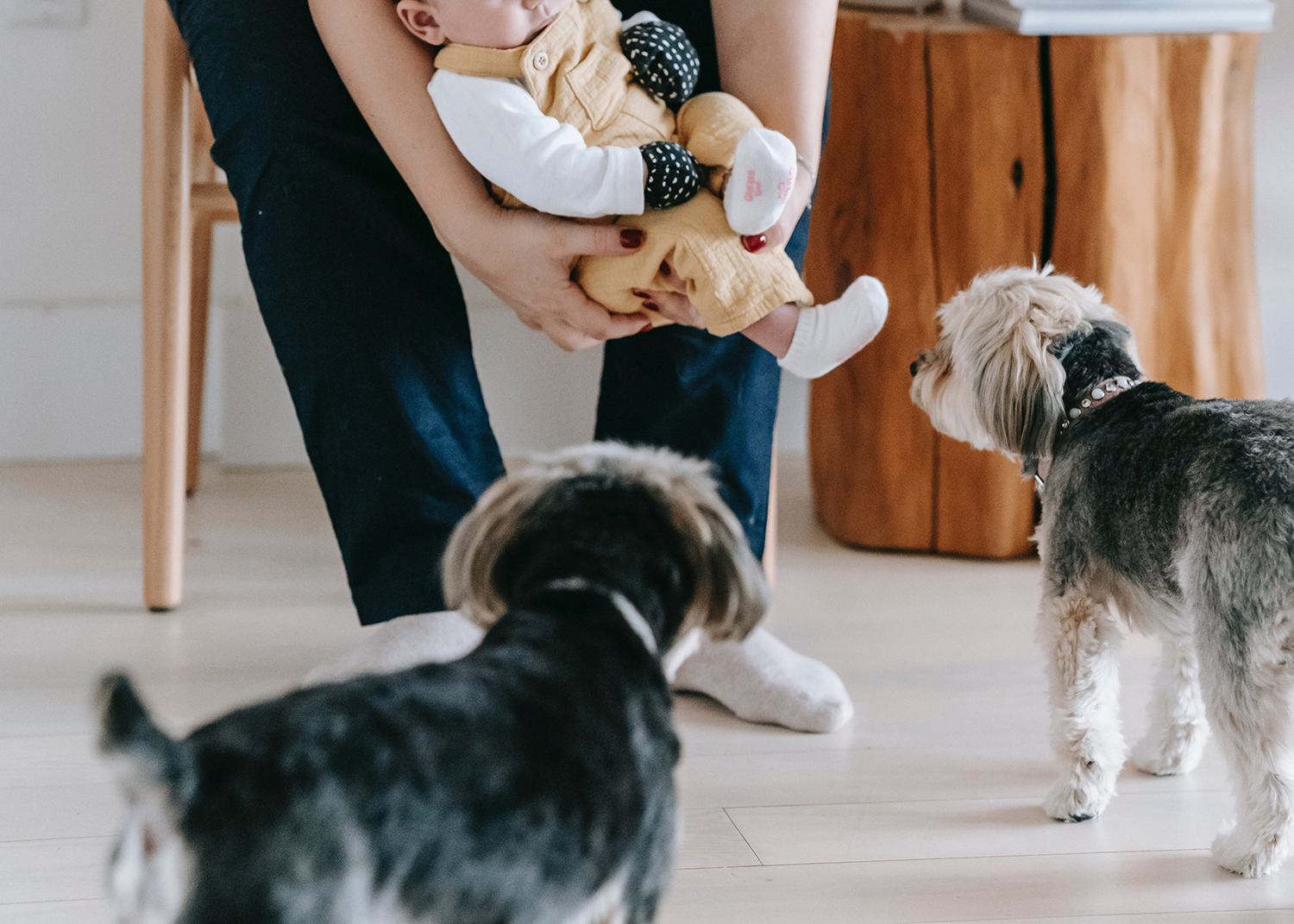 Un nouveau-né en compagnie de chiens
